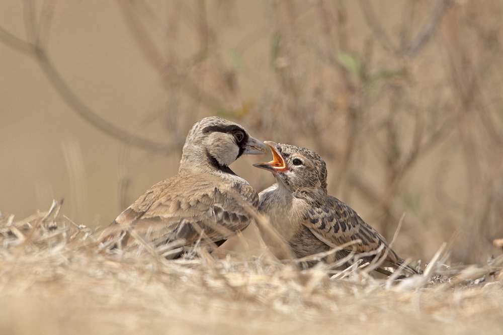 Photograph by Sudipta Goswami