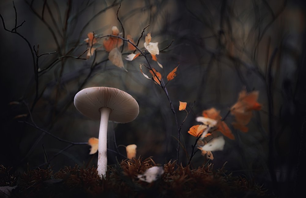 Осенний лес