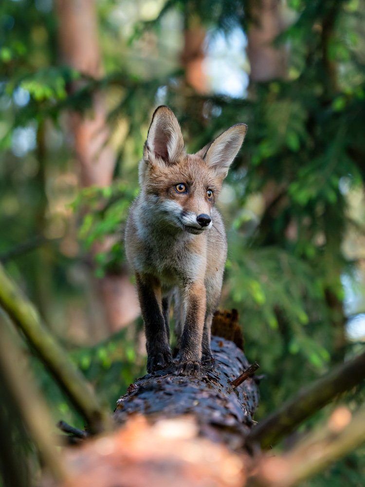 Photograph by Daniel Donaták