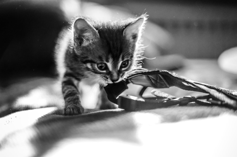 Photograph by Алия Айткалиева