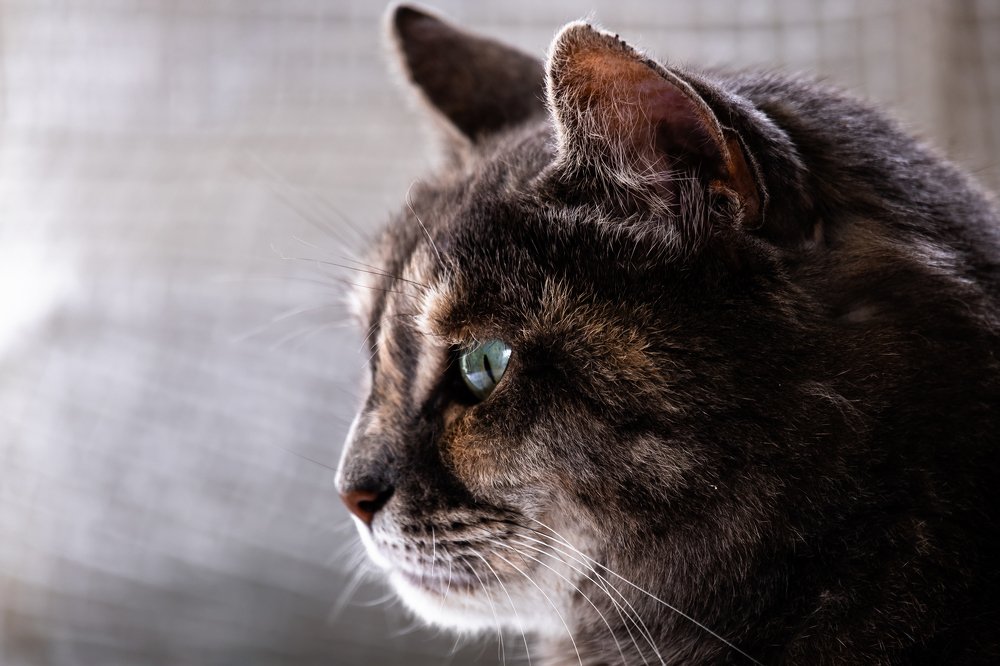 Photograph by Алексей Баженов