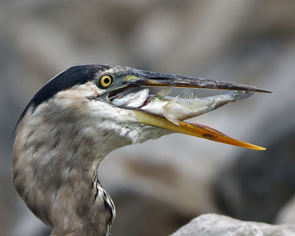 Фотография автора Mark Cavanah