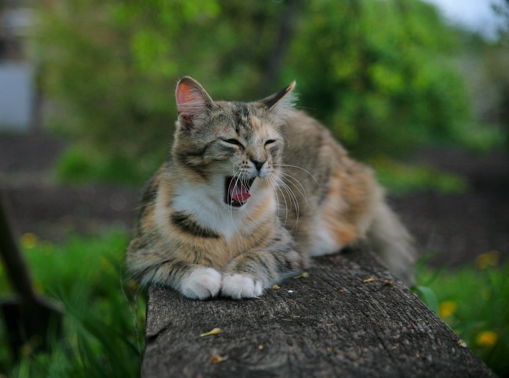Фотография автора Ольга Ткаченко
