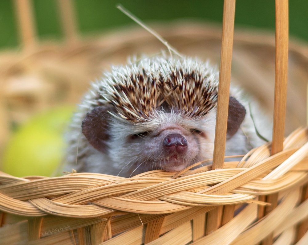 Photograph by Дарья Меркулова