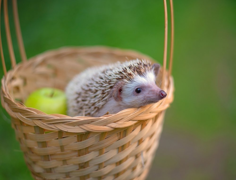 Photograph by Дарья Меркулова