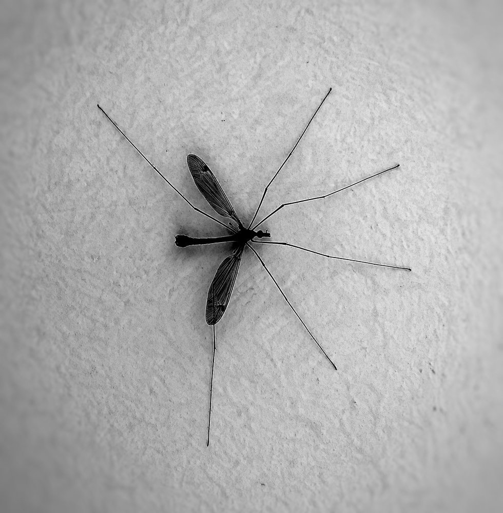 Черный на белом.