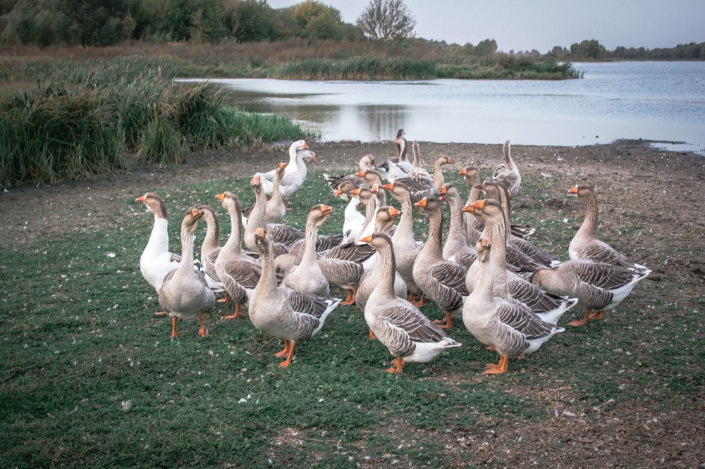 Photograph by Елена