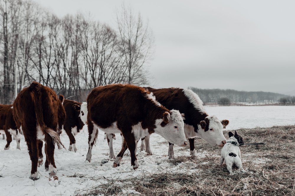 Photograph by Анна Силютина