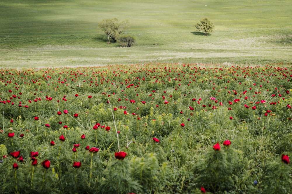 Цветение пиона узколистного