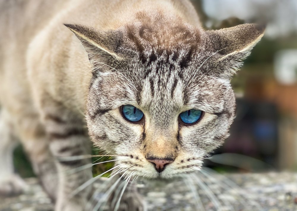 Photograph by LYUDMYLA POKRYSHEN