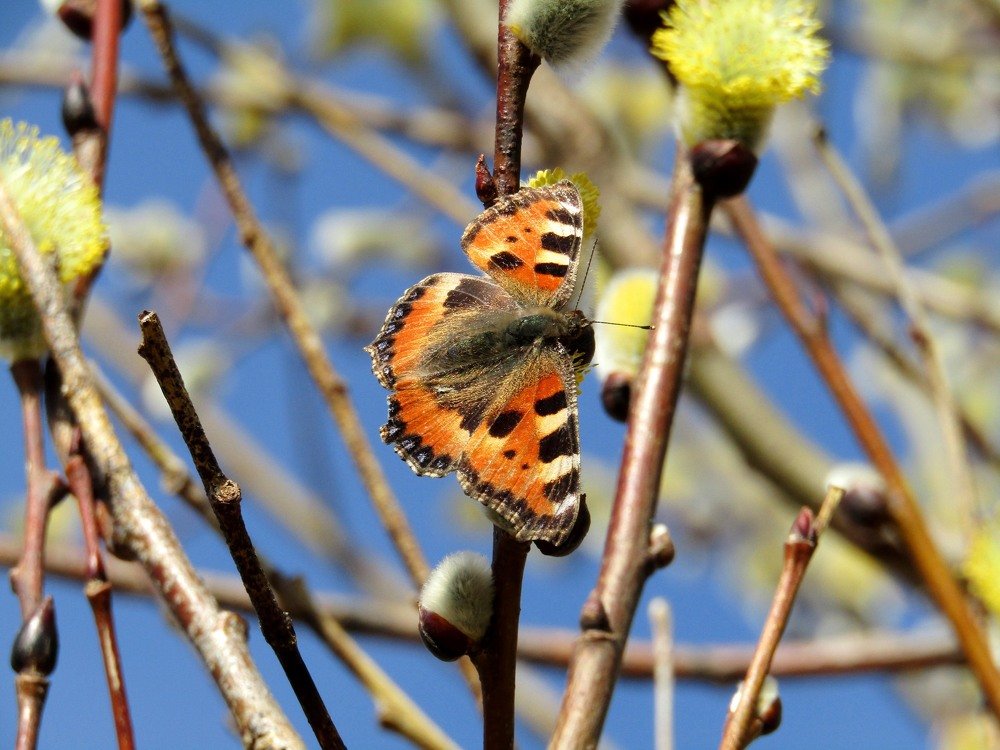 Весеннее настроение.