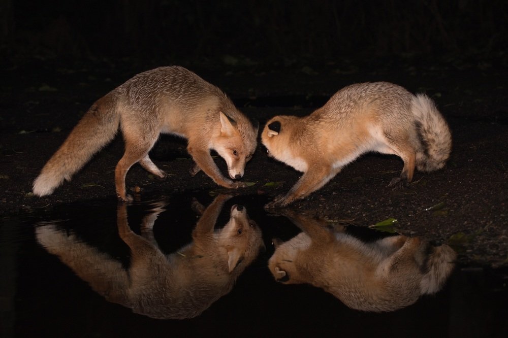 Photograph by Владимир Цветов