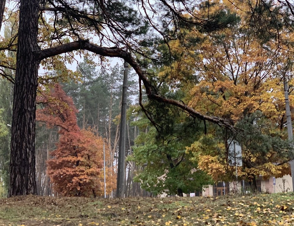 Photograph by Larisa