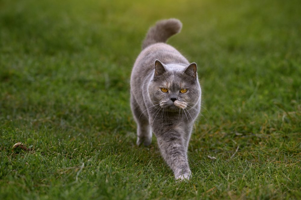 Легкой походкой