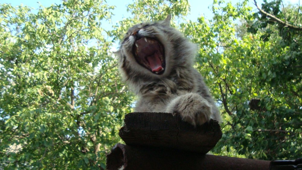 Photo #5310740