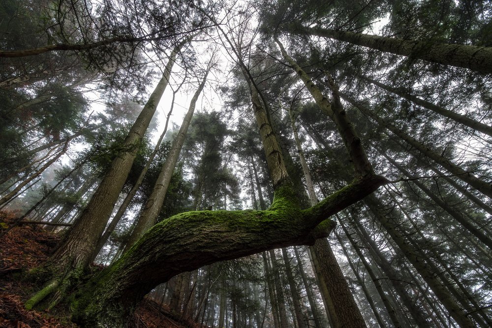 Photograph by David Ilkovic