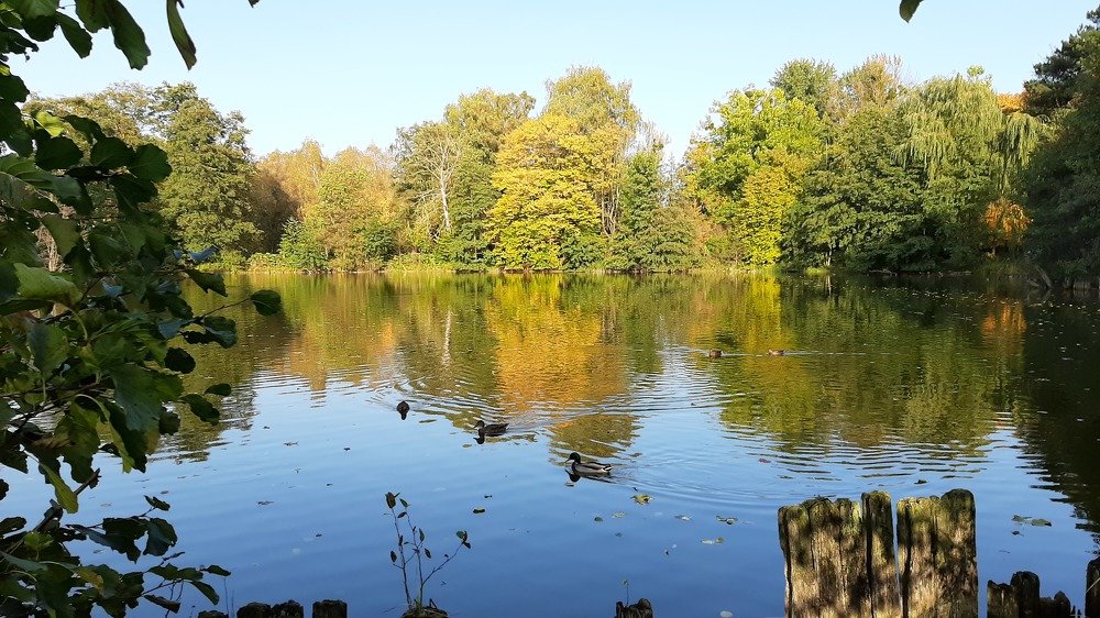 Ботанический сад г. Калининград.2020