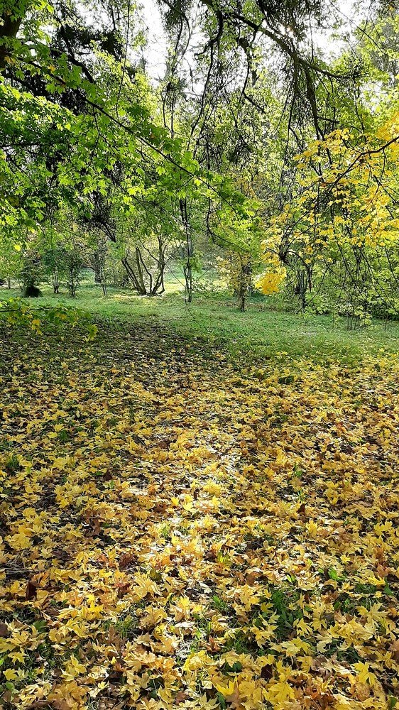 Ботанический сад г. Калининград.2020