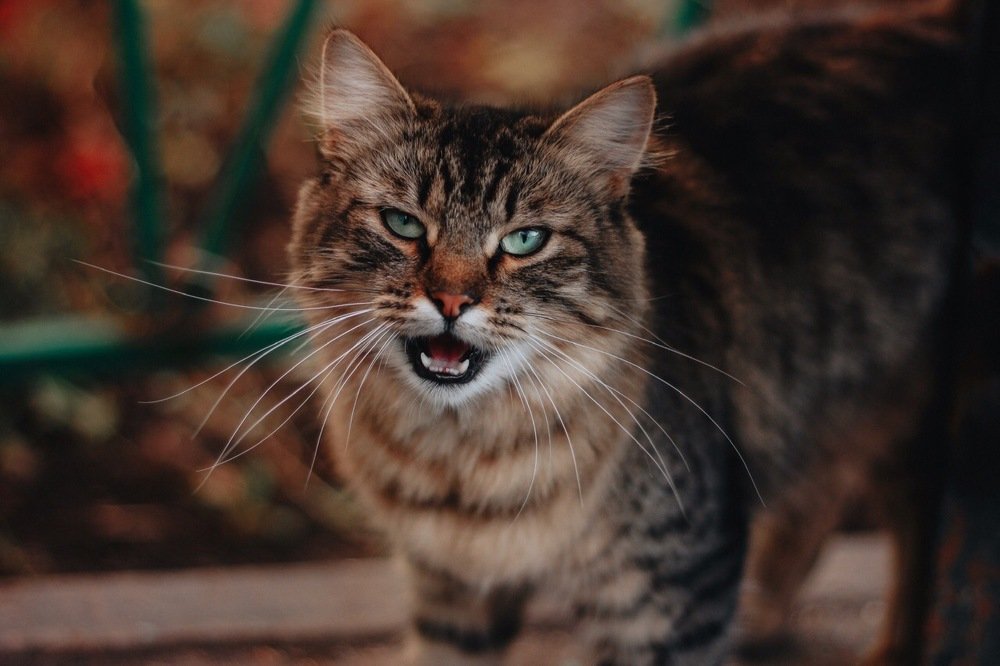 Photograph by Алиса Грюнвальд