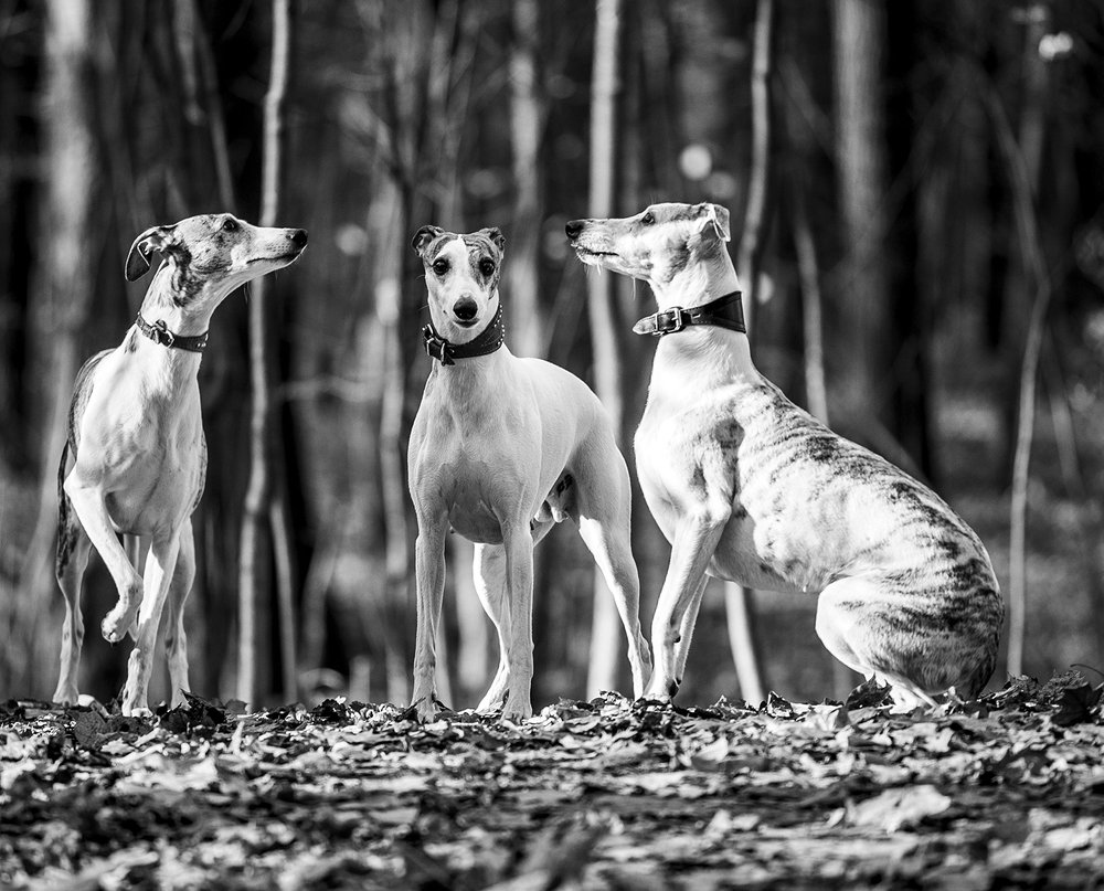 Photograph by Юлия Болдинова