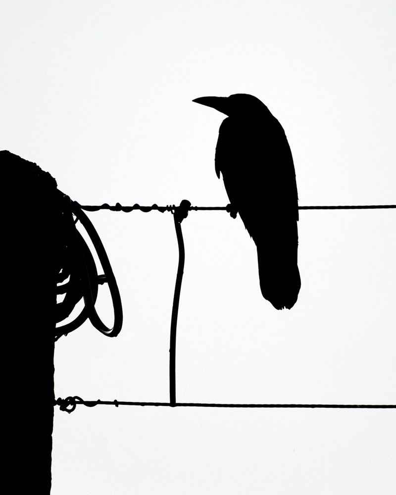 Photograph by Amir Ramezani