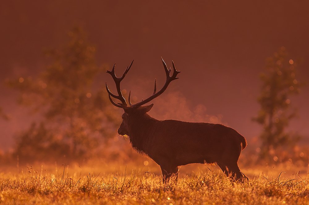 Photograph by Wieńczysław Rak