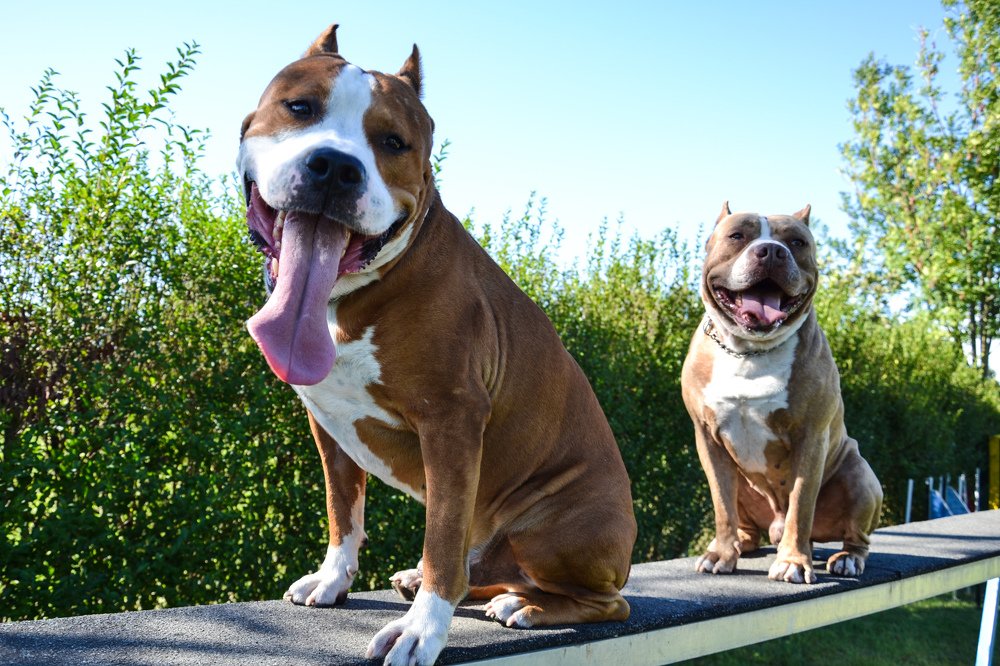 Фотография автора Alessandra Calosso