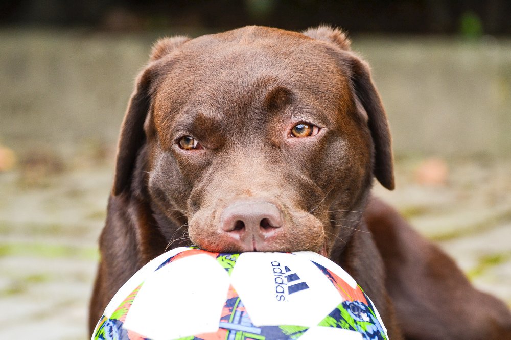 Фотография автора Alessandra Calosso