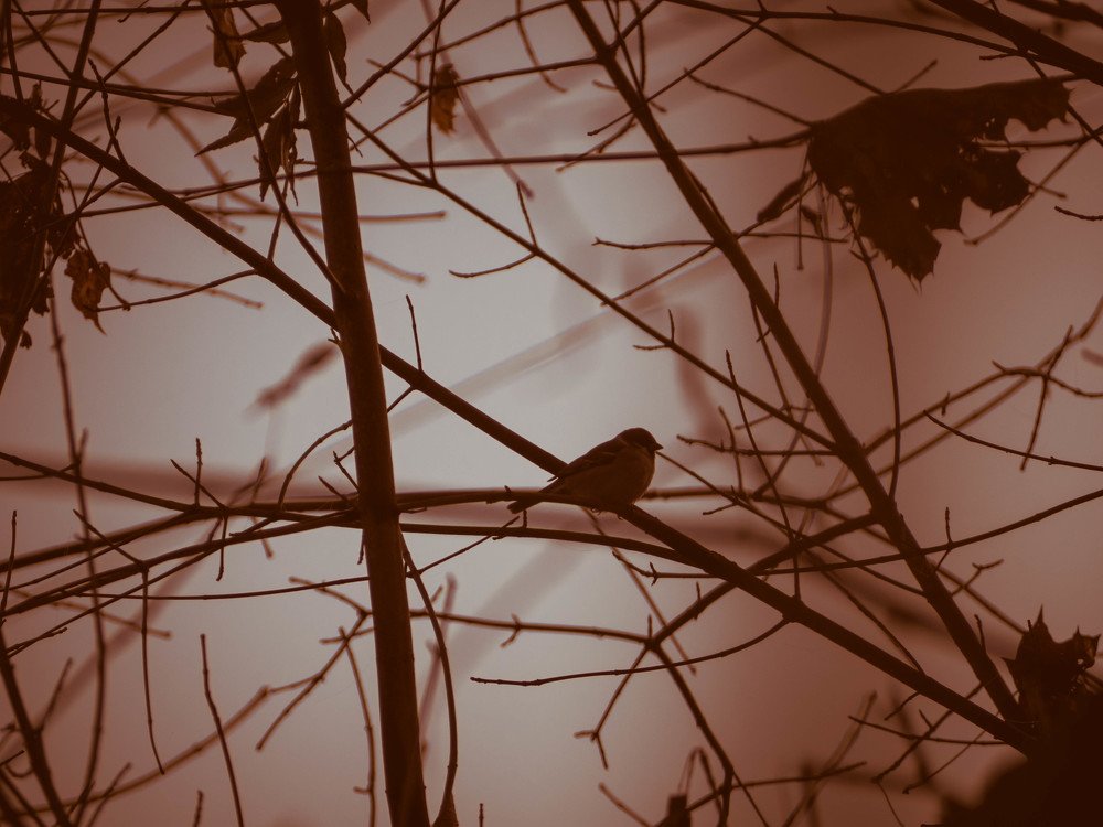 Photograph by Barbara Vankova