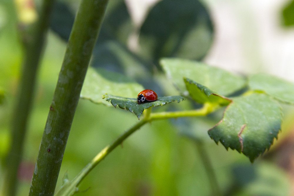 Photograph by Carla Salanova