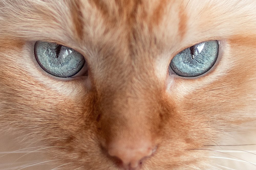 Photograph by Iryna Petrenko