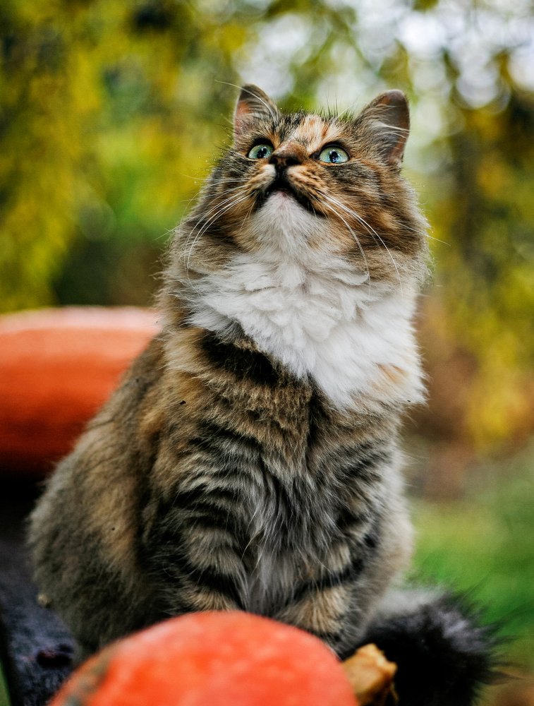 Фотография автора Ольга Ткаченко