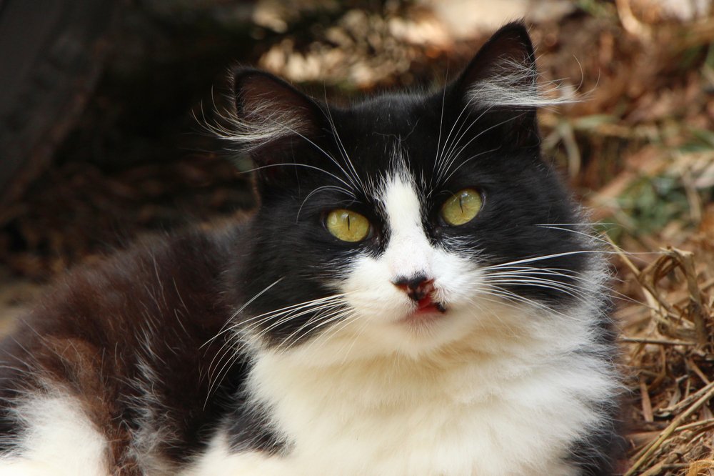 Photograph by Tatiana Barthem