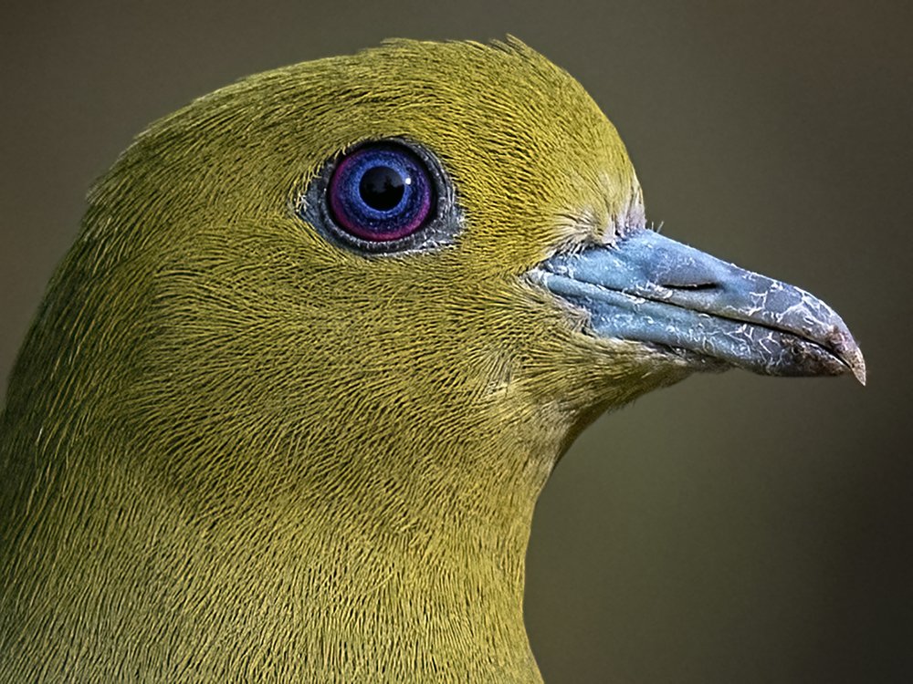 The Eye of a Wild Pigeon