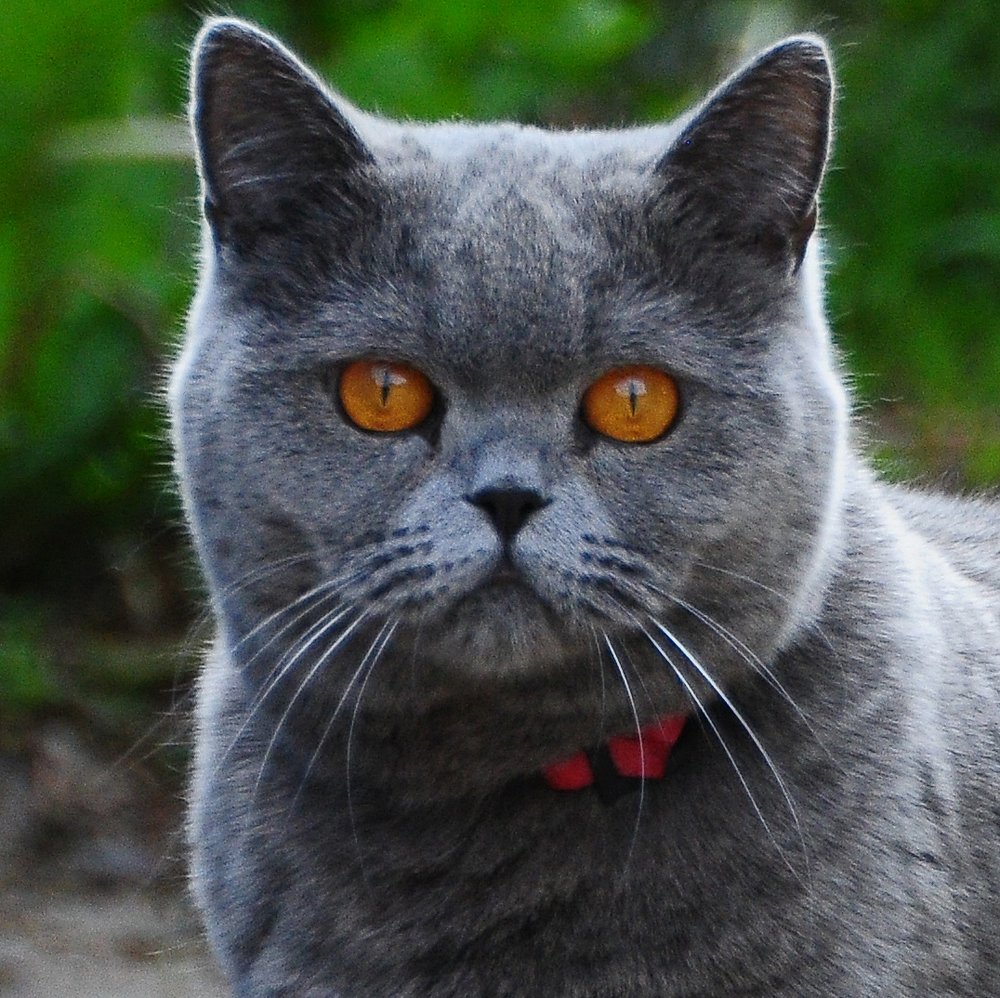 Фотография автора Антип