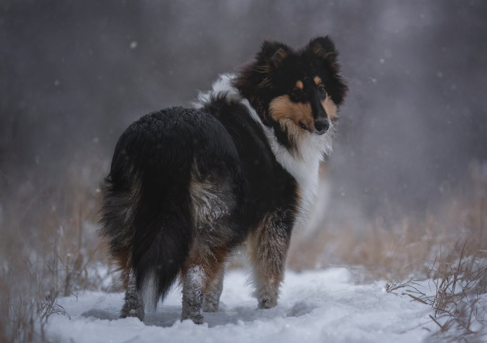 Photograph by Александра Шеламова