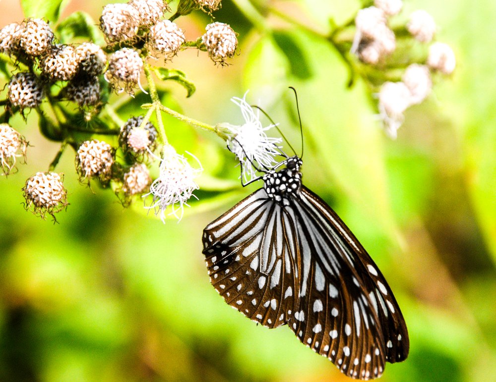 Photograph by MD DIDARUL ALAM CHY