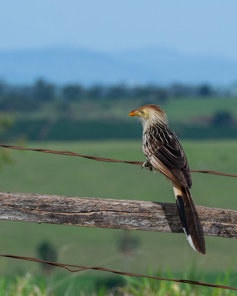 Photograph by Aparecido Donizete de Miranda