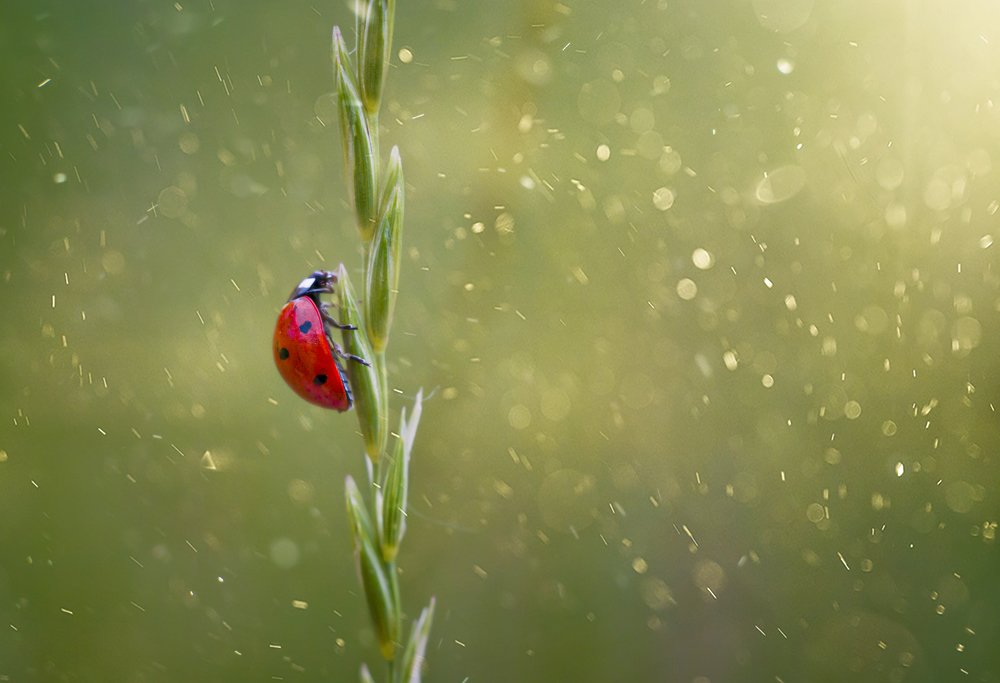 Photograph by Александр Варакин