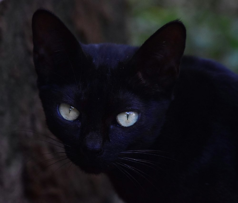 Photograph by Uthaiah Pattachravanda