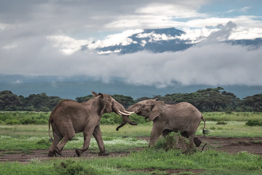 История одного сражения (A story about one battle).