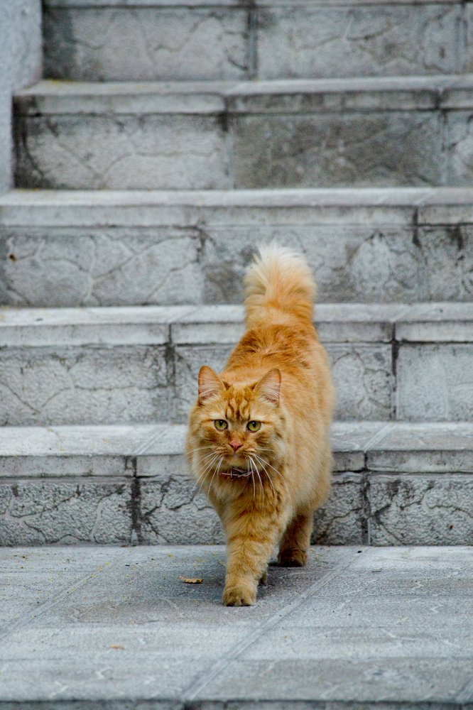 Маркиз Карабас