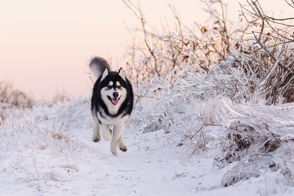 Photograph by Julia Moiseenko