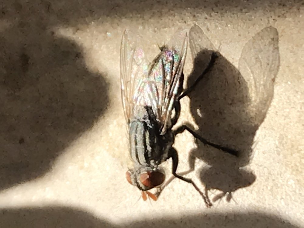 Photograph by Мария Берёзка