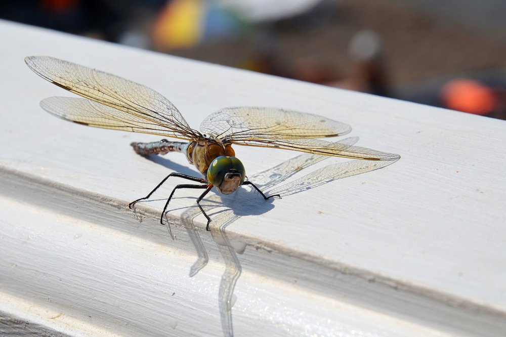 Фотография автора Людмила Куприянова