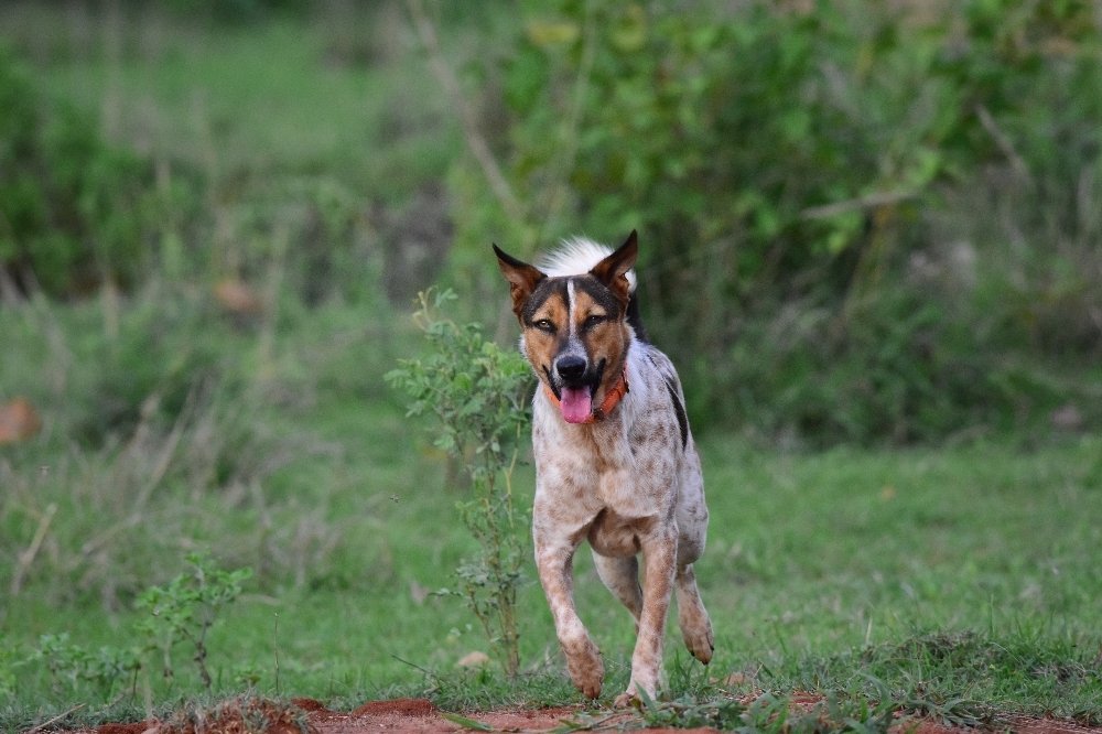 Photograph by Uthaiah Pattachravanda