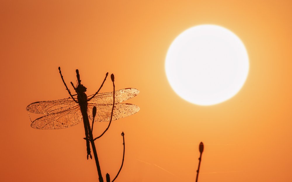 На утренней просушке...