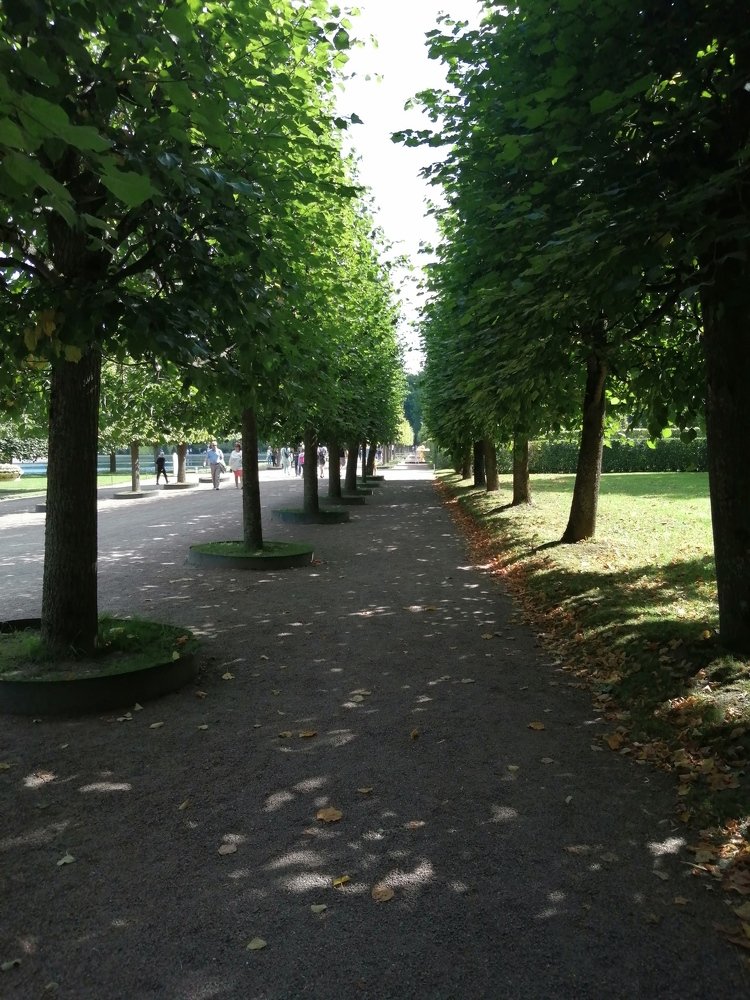Аллея, Петергоф, 2020