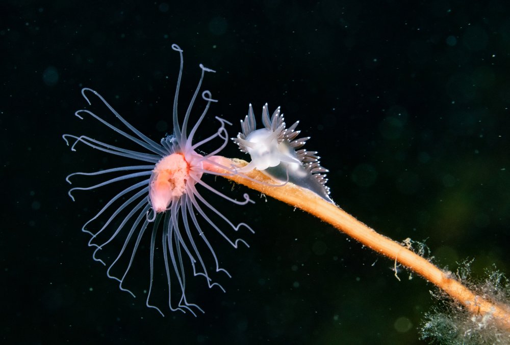 Photograph by Алексей Миролюбов