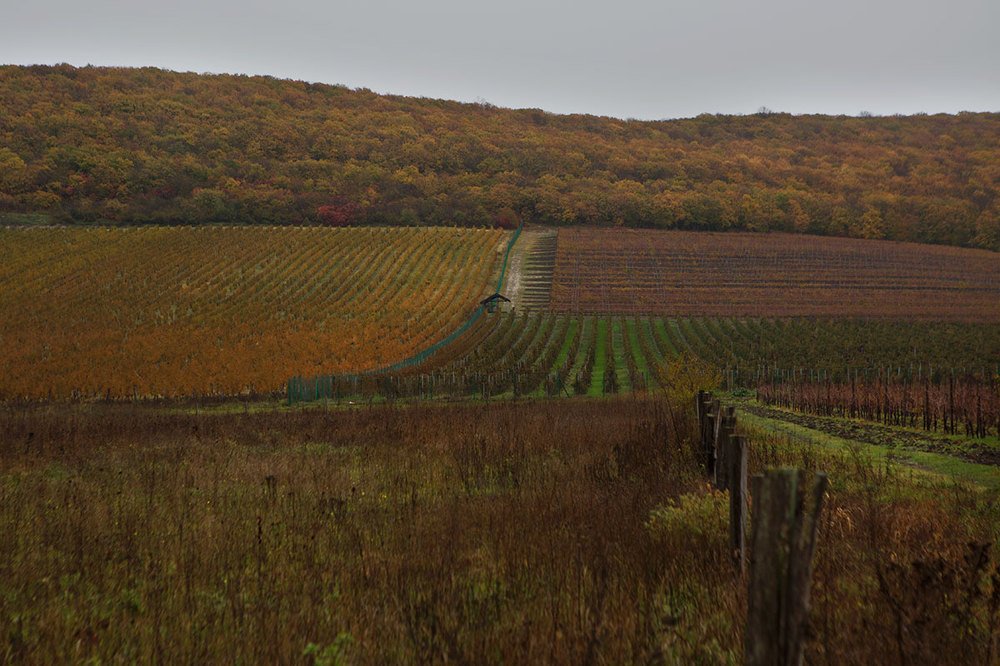 Photograph by Ольга Юсупова